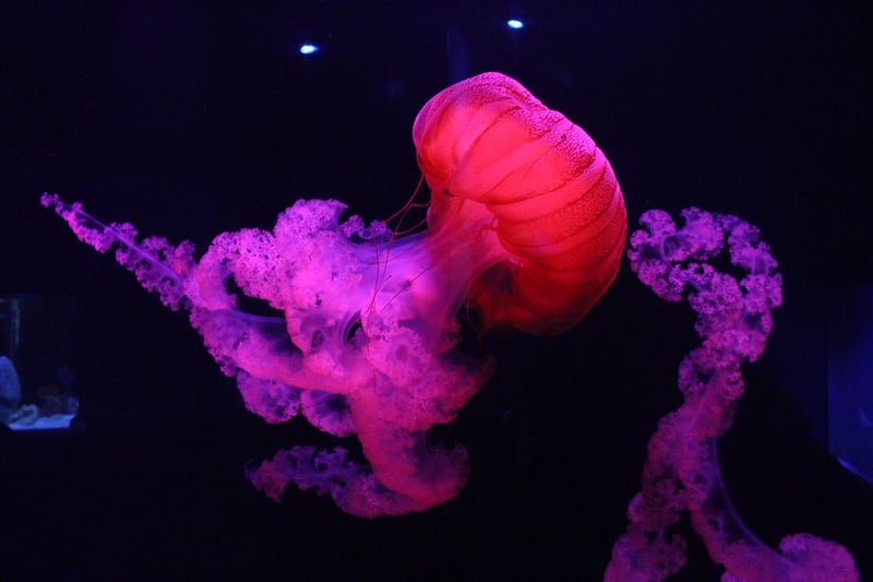 Mystical Fauna