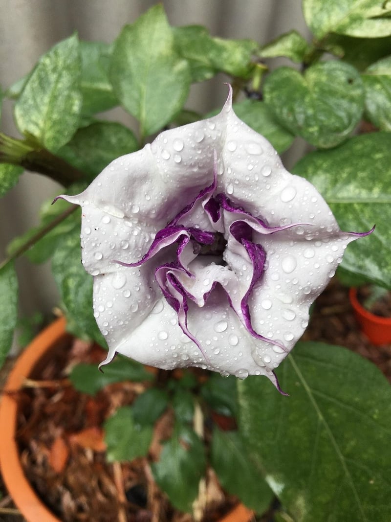 Angel's Trumpet